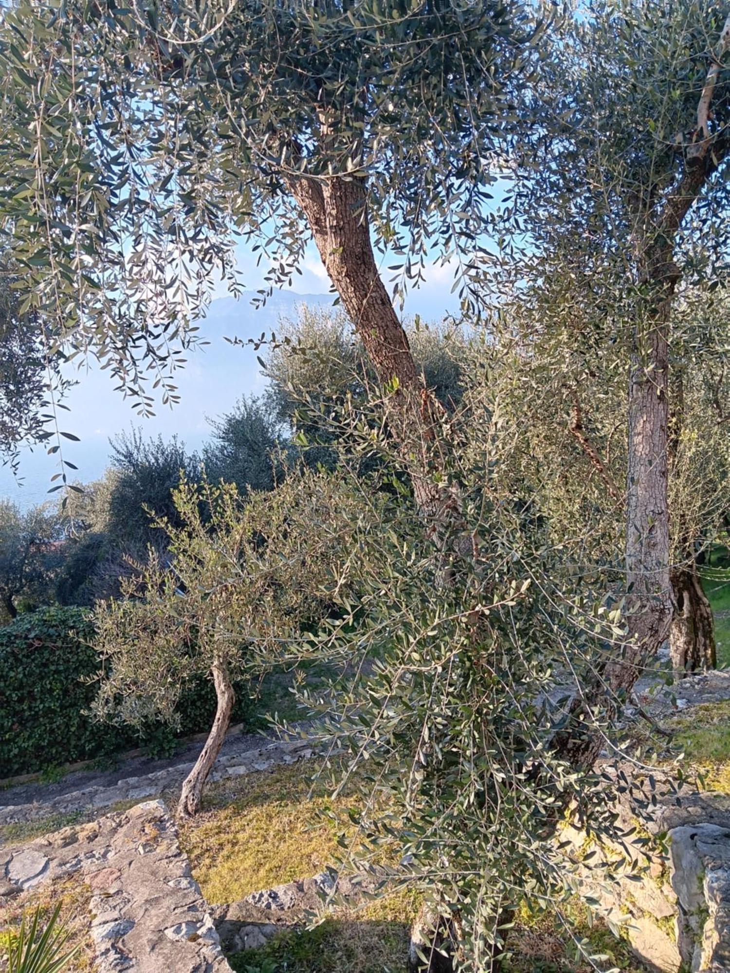 Apartment Albatros Brenzone sul Garda